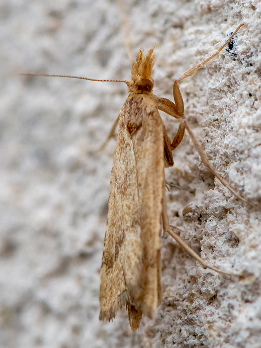 Pyralidae - Pinokkiomot - Synaphe punctalis