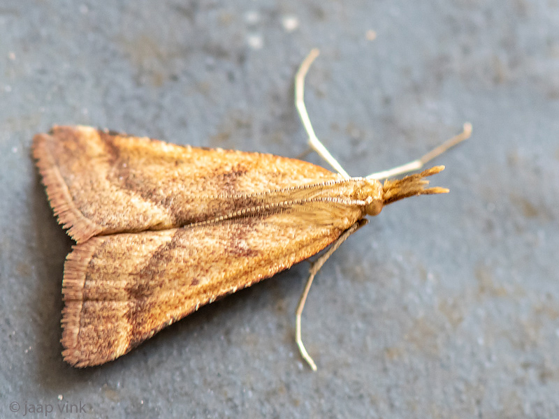 Pyralidae - Pinokkiomot - Synaphe punctalis