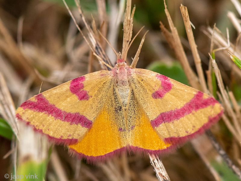 Geometridae - Zuringspanner - Lythria cruentaria