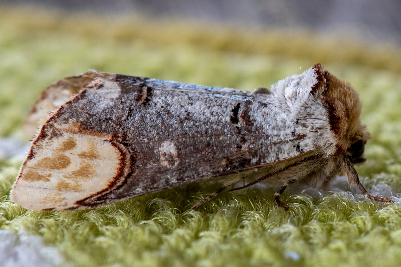 Buff-tip - Wapendrager - Phalera bucephala