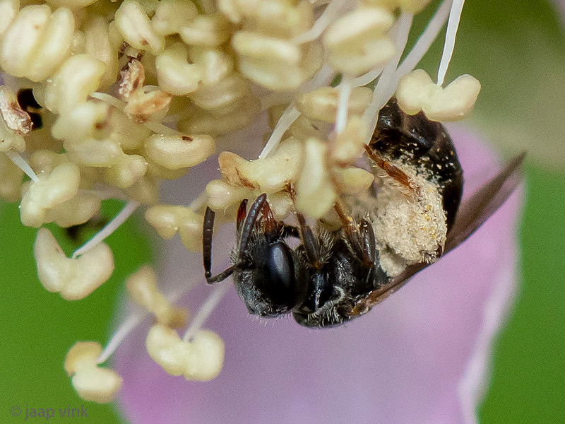Andrena minutula group - Andrena minutula groep