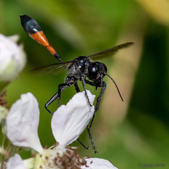 Red-banded Sand Wasp - Grote Rupsendoder - Ammophila sabulosa
