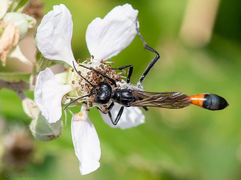 Red-banded Sand Wasp - Grote Rupsendoder - Ammophila sabulosa