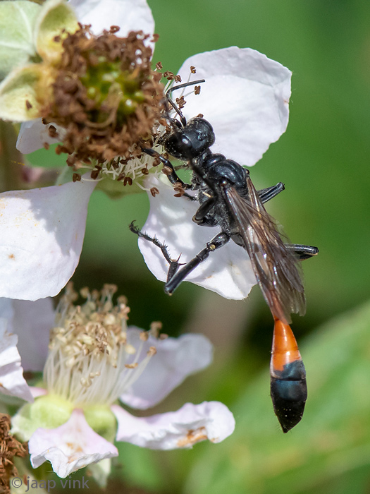Red-banded Sand Wasp - Grote Rupsendoder - Ammophila sabulosa