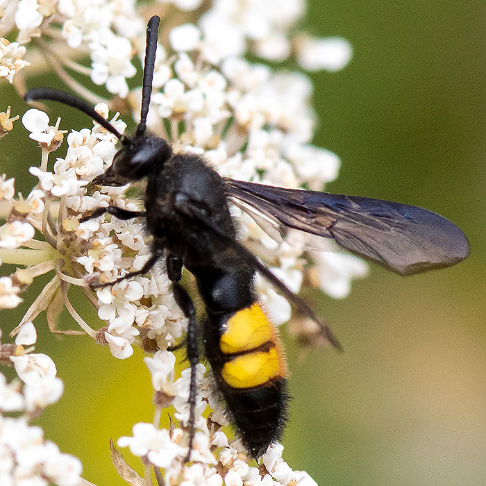 Scoliidae - Scoliid wasp - Scolia hirta