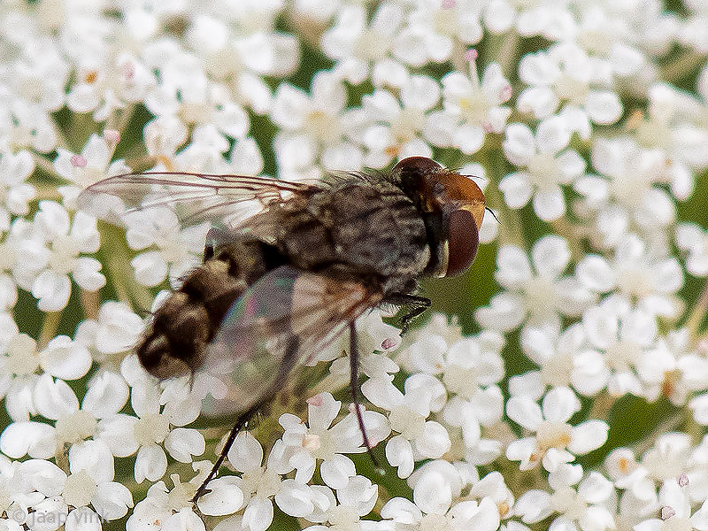 Sarcophagidae - Dambordvlieg spec - Miltogramma germari