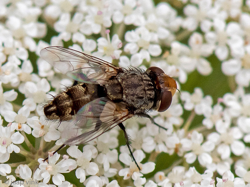 Sarcophagidae - Dambordvlieg spec - Miltogramma germari