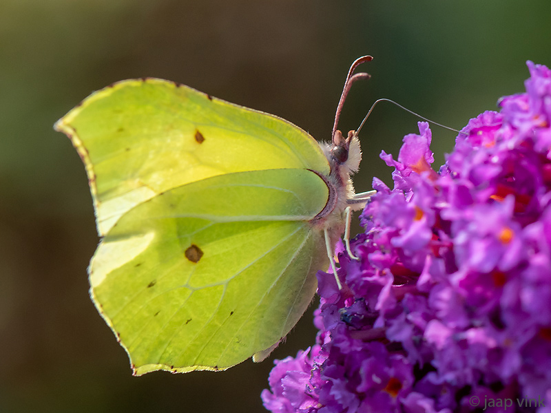 Common Brimstone - Citroenvlinder - Gonepteryx rhamni