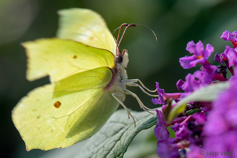 Common Brimstone - Citroenvlinder - Gonepteryx rhamni