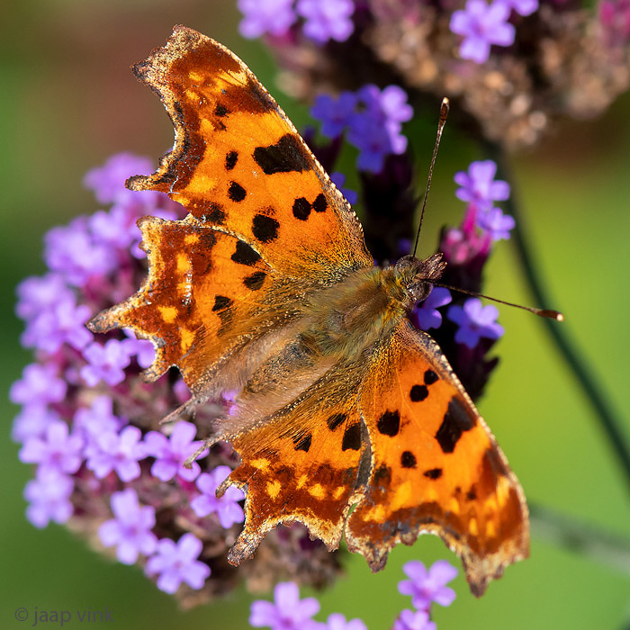 Comma - Gehakkelde Aurelia - Polygonia c-album