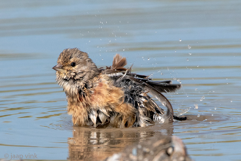 Linnet - Kneu - Linaria cannabina