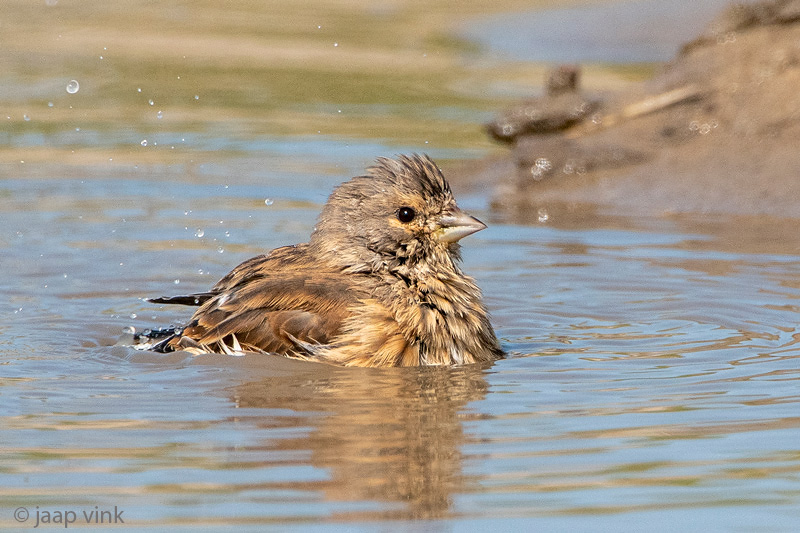 Linnet - Kneu - Linaria cannabina