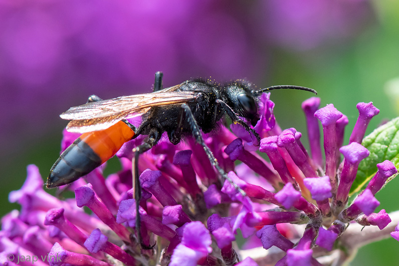 Sphecidae - Ruige Aardrupsendoder - Podalonia hirsuta