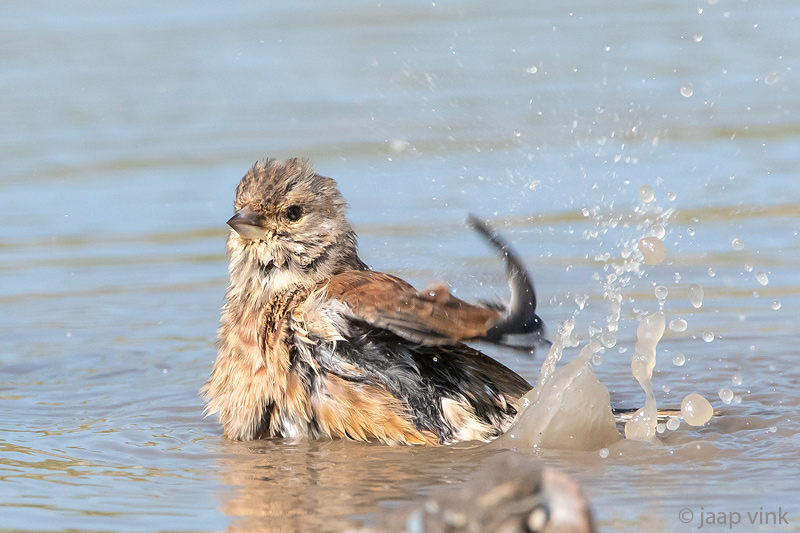 Linnet - Kneu - Linaria cannabina