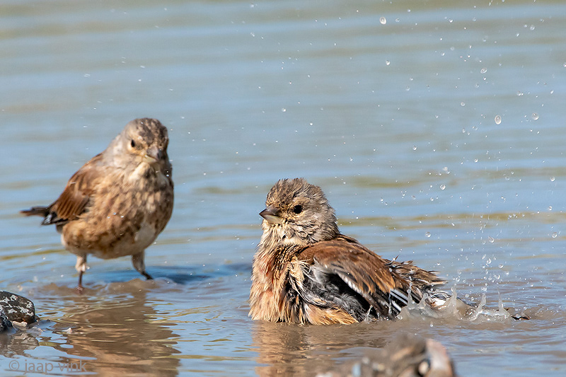 Linnet - Kneu - Linaria cannabina