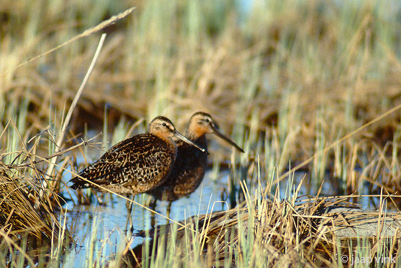Short-billed Dowitcher - Kleine Grijze Snip - Limnodromus griseus