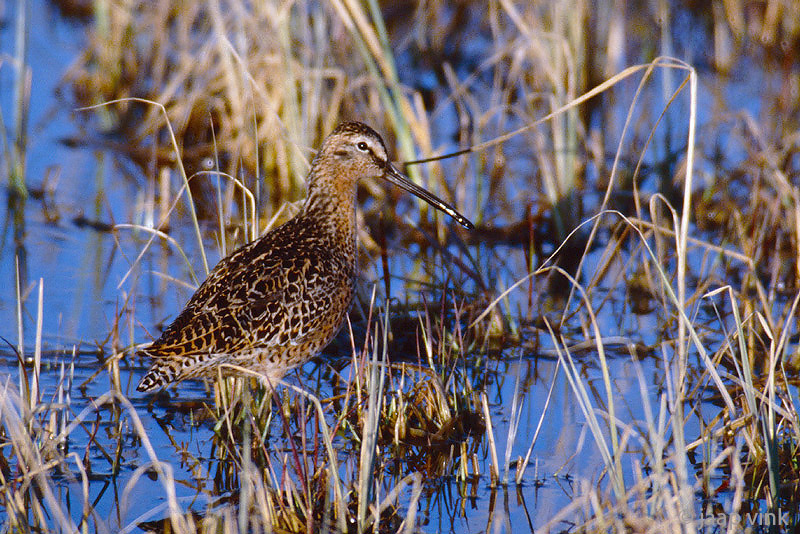 Short-billed Dowitcher - Kleine Grijze Snip - Limnodromus griseus
