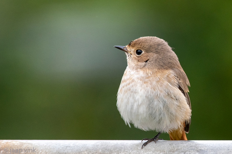 Common Redstart - Gekraagde Roodstaart - Phoenicurus phoenicurus