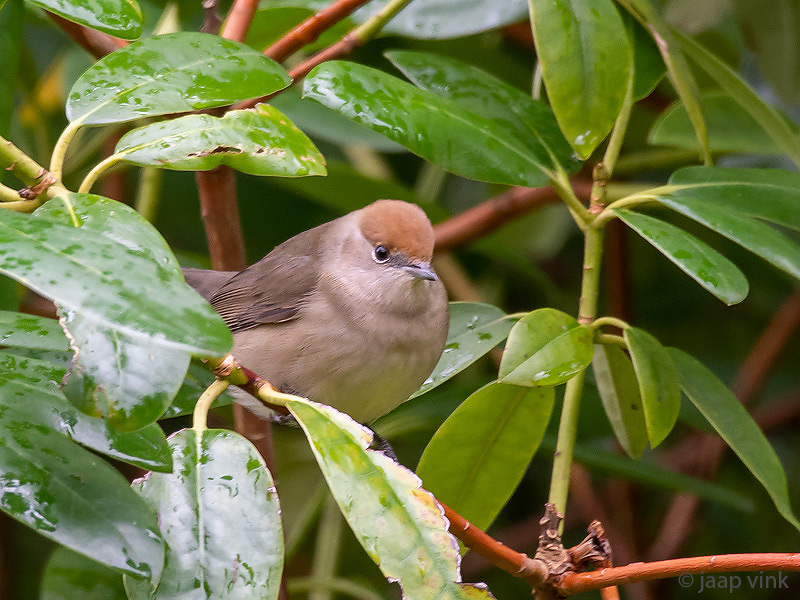 Eurasian Blackcap - Zwartkop - Sylvia atricapilla