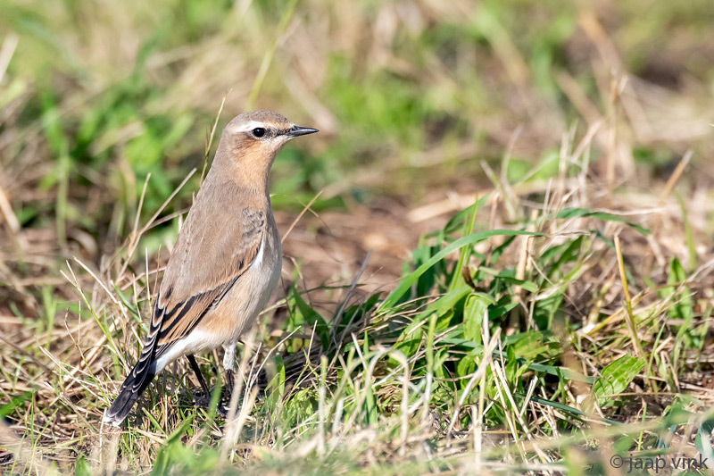 Northern Wheatear - Tapuit - Oenanthe oenanthe