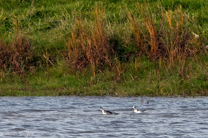 Red-necked and Grey Phalarope - Grauwe en Rosse Franjepoot - Phalaropus lobatus and P. fulicarius