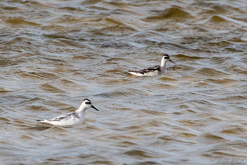 Grey and Red-necked Phalarope - Rosse en Grauwe Franjepoot - Phalaropus fulicarius and P. lobatus