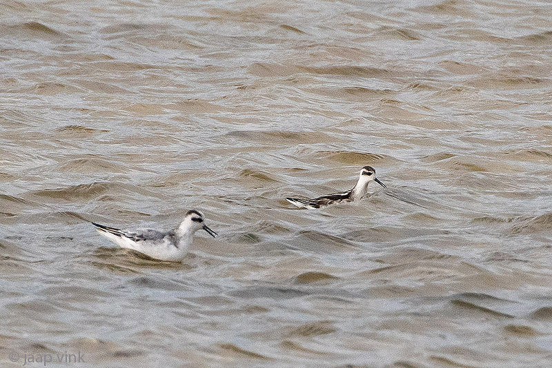 Grey and Red-necked Phalarope - Rosse en Grauwe Franjepoot - Phalaropus fulicarius and P. lobatus
