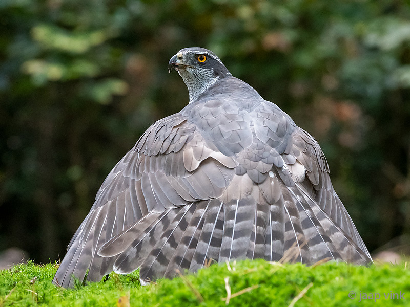 Northern Goshawk - Havik - Accipiter gentilis
