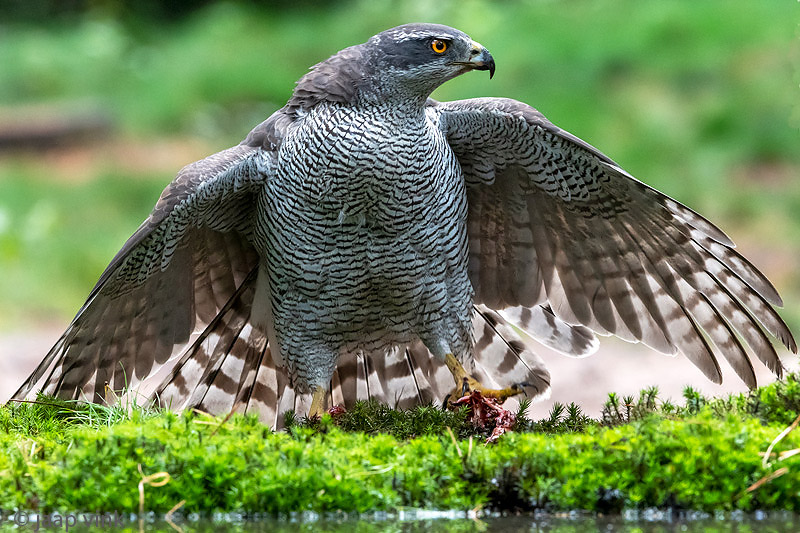 Northern Goshawk - Havik - Accipiter gentilis