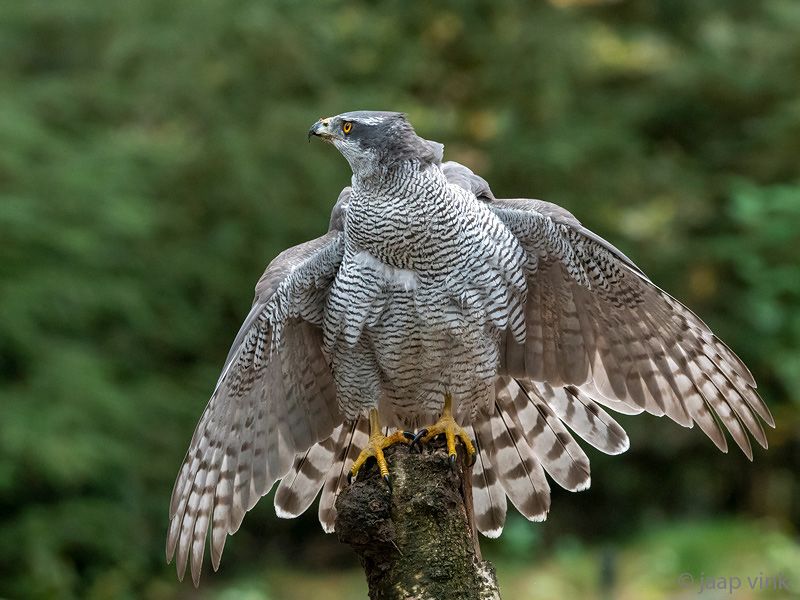 Northern Goshawk - Havik - Accipiter gentilis