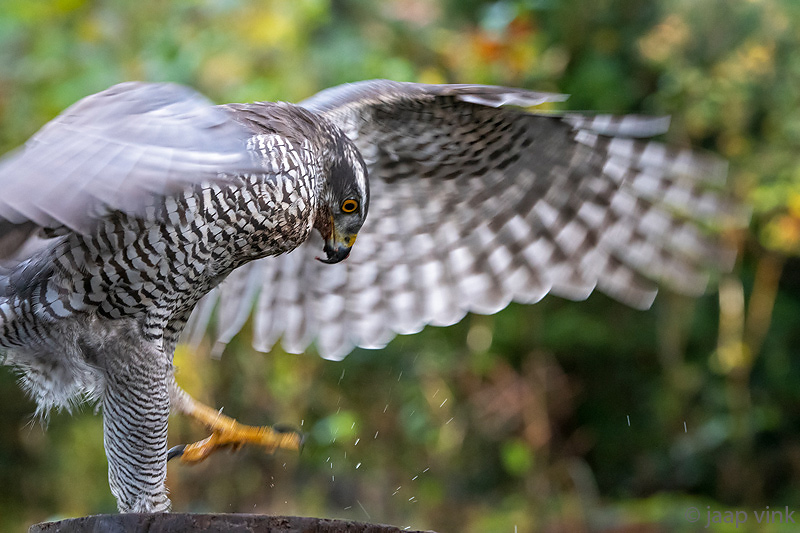 Northern Goshawk - Havik - Accipiter gentilis
