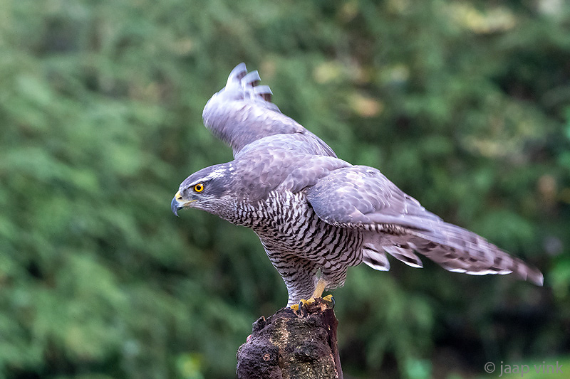 Northern Goshawk - Havik - Accipiter gentilis