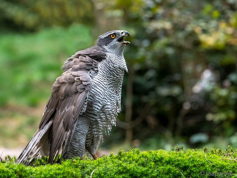 Northern Goshawk - Havik - Accipiter gentilis