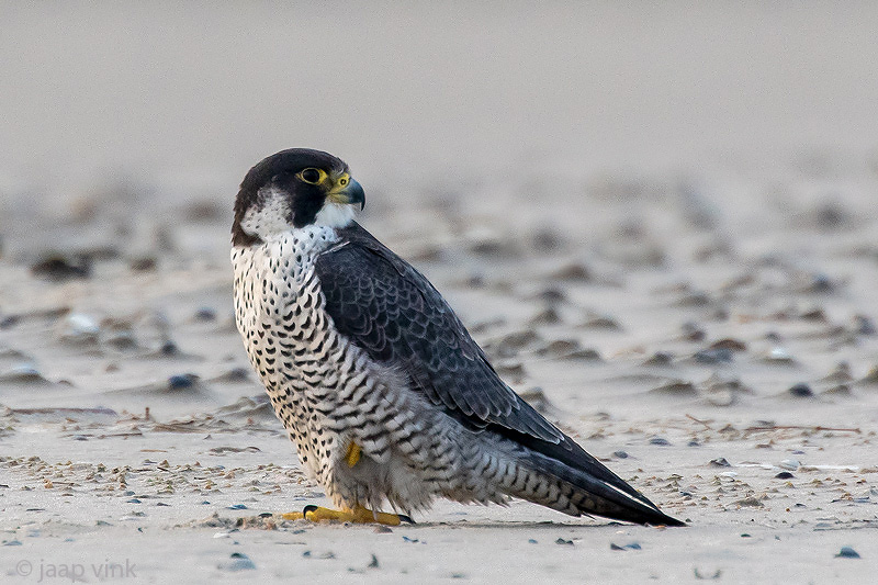 Peregrine - Slechtvalk - Falco peregrinus