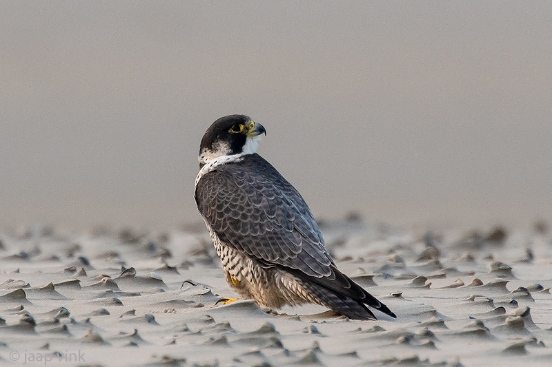 Peregrine - Slechtvalk - Falco peregrinus
