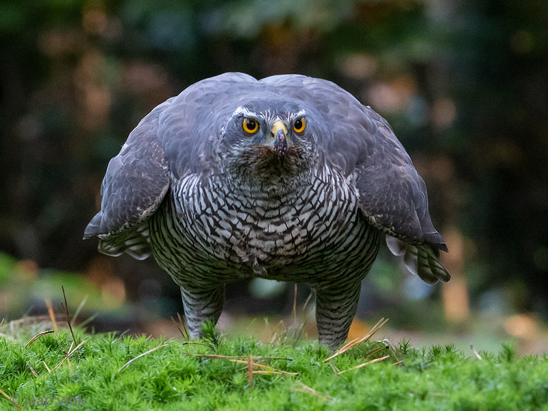 Northern Goshawk - Havik - Accipiter gentilis
