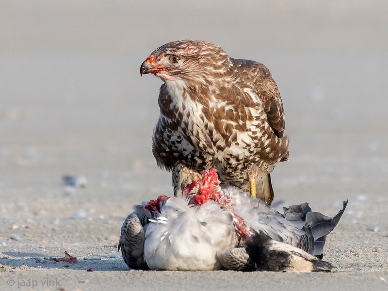 Common Buzzard - Buizerd - Buteo buteo