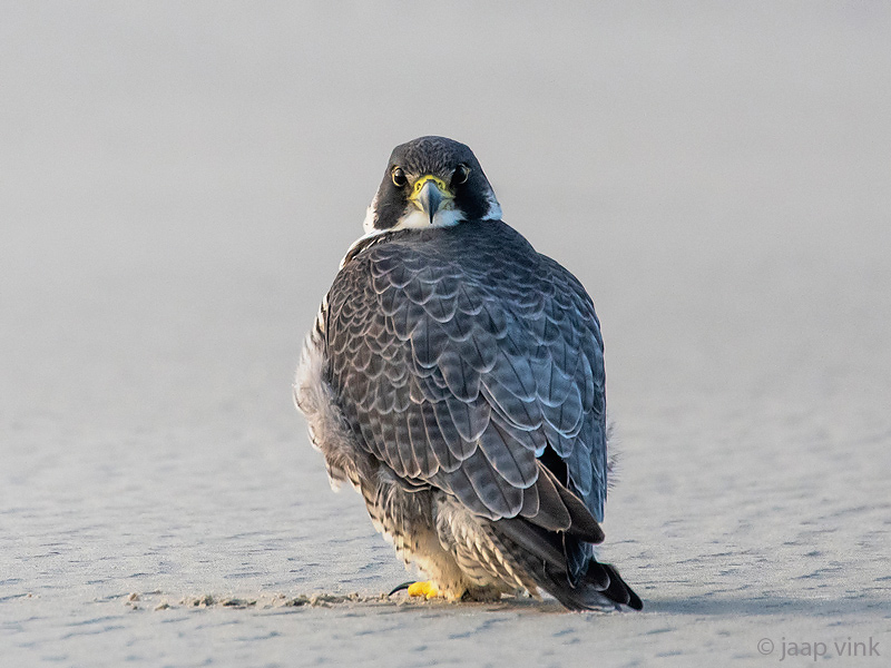 Peregrine - Slechtvalk - Falco peregrinus
