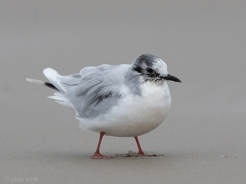Little Gull - Dwergmeeuw - Hydrocoloeus minutus