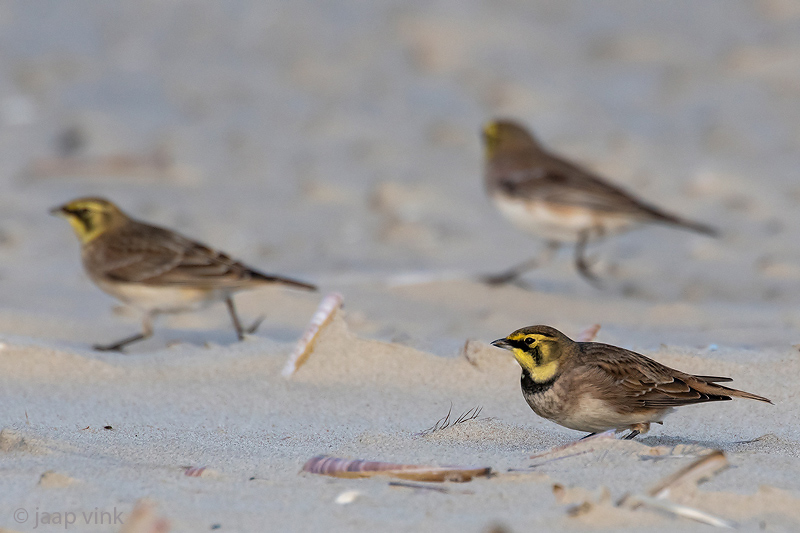 Shore Lark - Strandleeuwerik - Eremophila alpestris