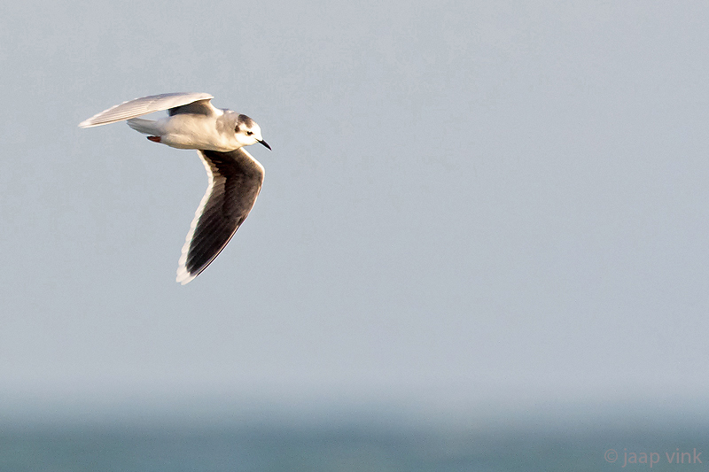 Little Gull - Dwergmeeuw - Hydrocoloeus minutus