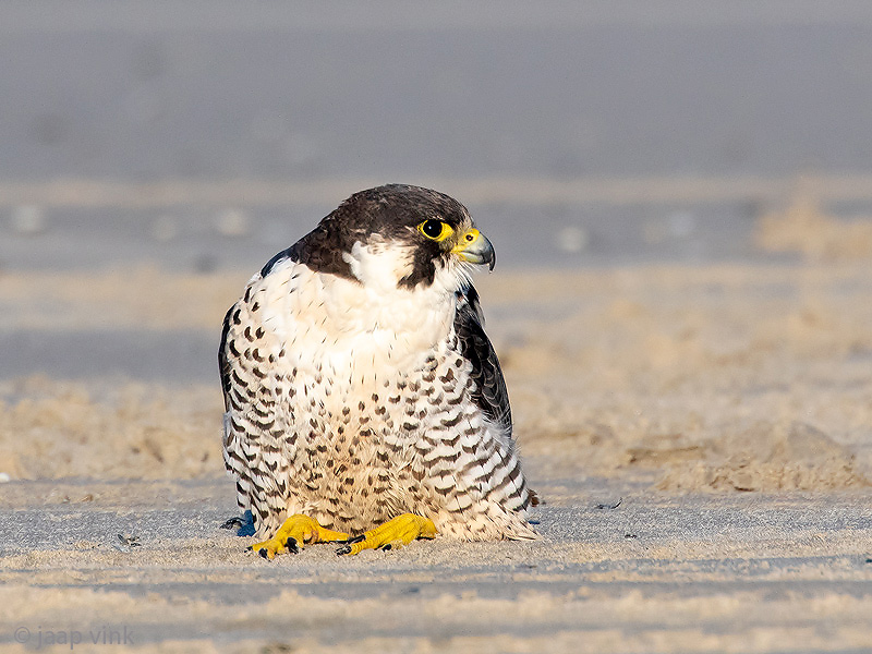 Peregrine - Slechtvalk - Falco peregrinus