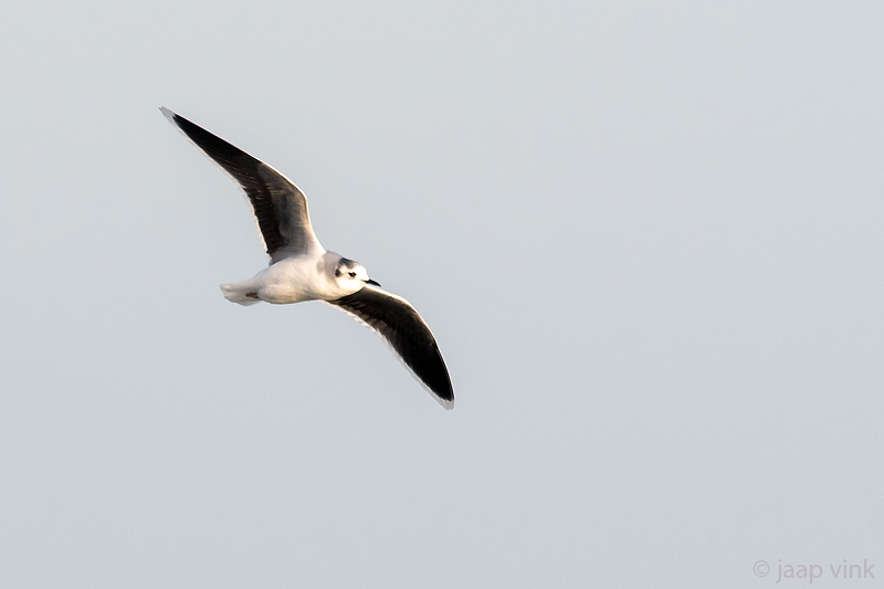 Little Gull - Dwergmeeuw - Hydrocoloeus minutus