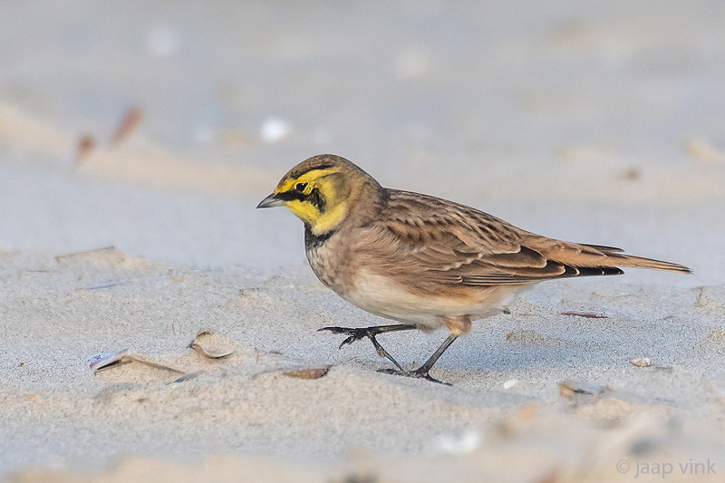 Shore Lark - Strandleeuwerik - Eremophila alpestris