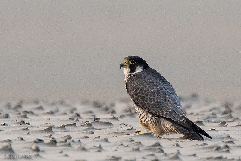 Peregrine - Slechtvalk - Falco peregrinus