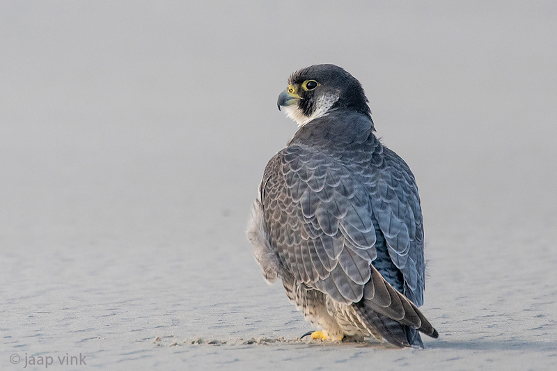 Peregrine - Slechtvalk - Falco peregrinus