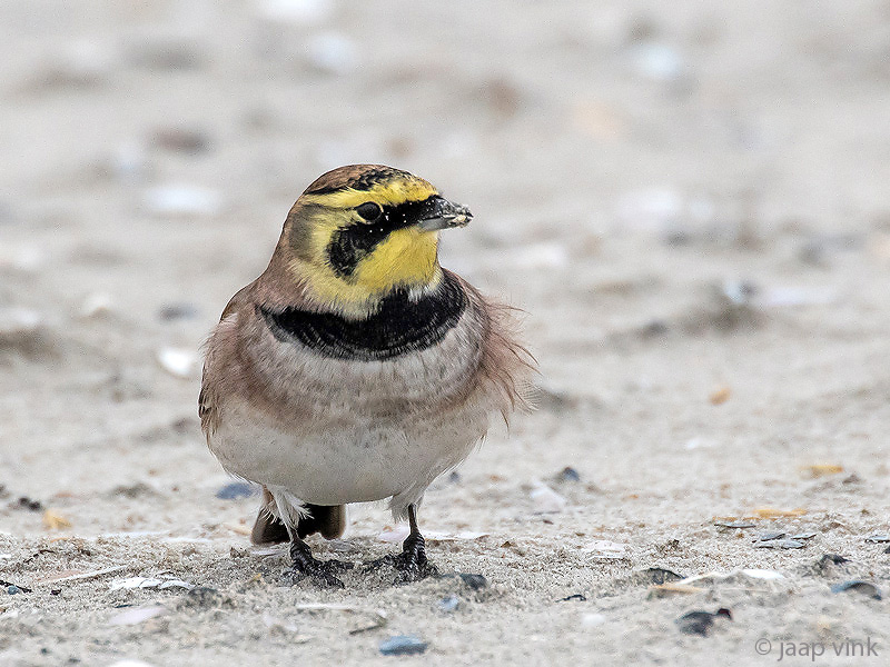Shore Lark - Strandleeuwerik - Eremophila alpestris
