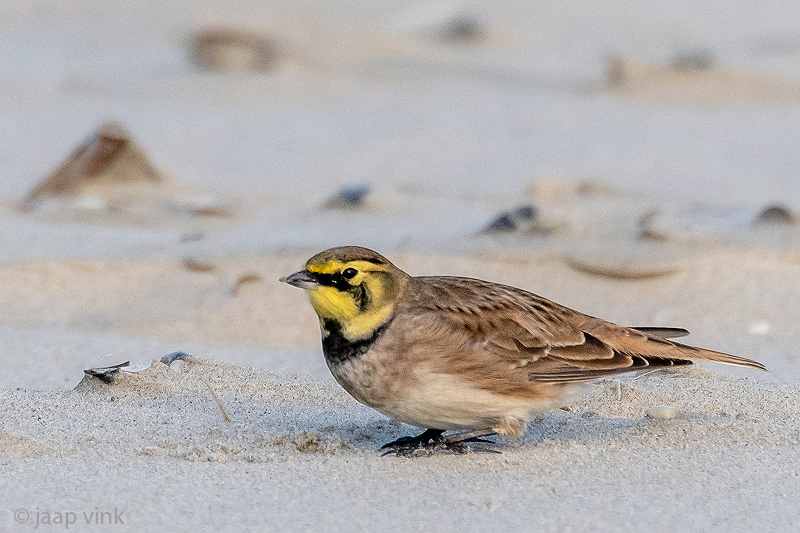 Shore Lark - Strandleeuwerik - Eremophila alpestris