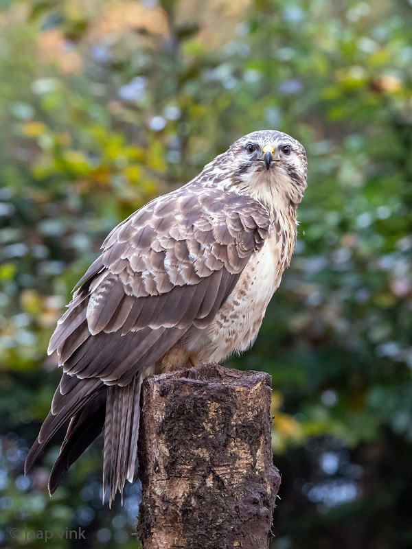 Common Buzzard - Buizerd - Buteo buteo