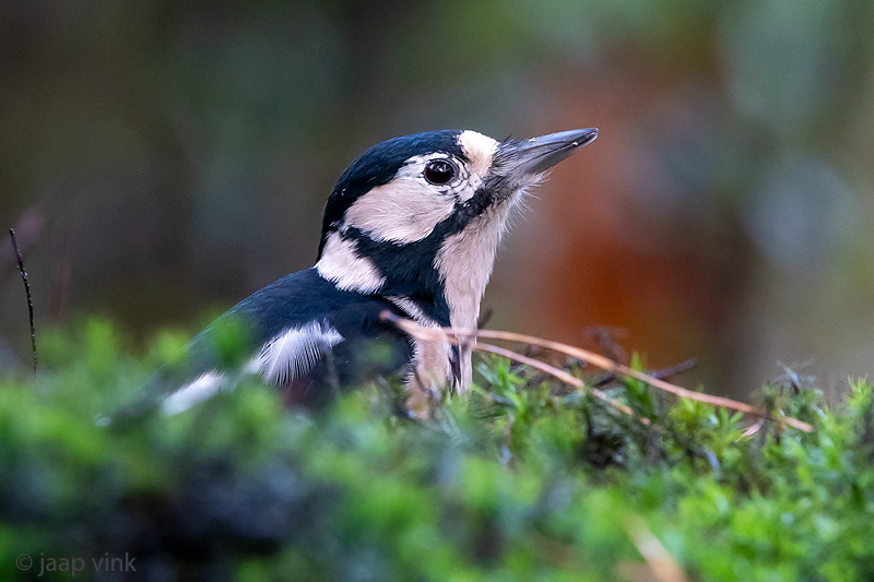 Great Spotted Woodpecker - Grote Bonte Specht - Dendrocopos major